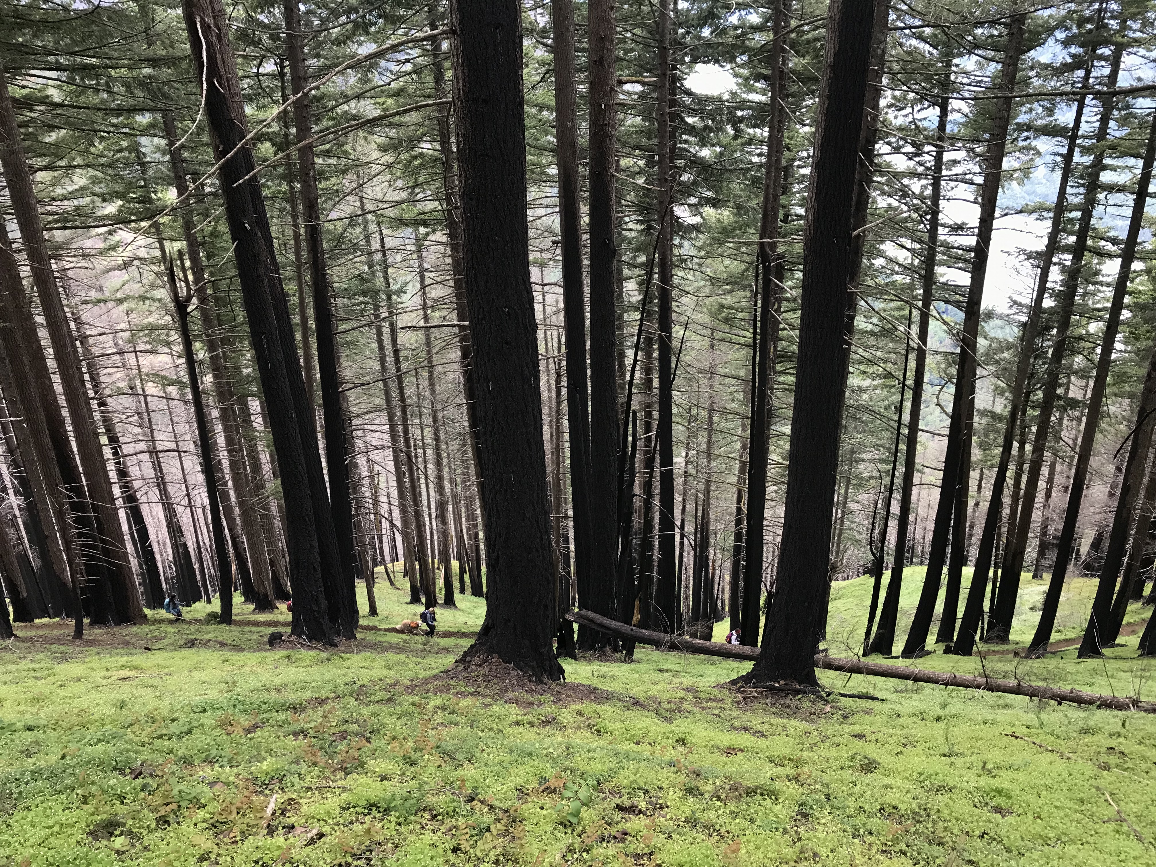 Burnt trees and new green groundcover post fire